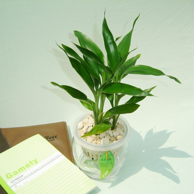 水培植物爛根怎么辦？綠植租擺爛根原因及處理方法詳解